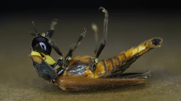 Macro Close Shot Insect — Stock Video