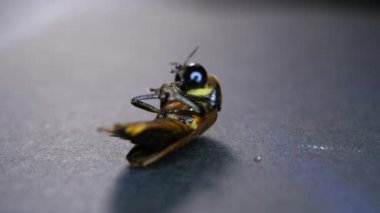 Makro böceğin yakın çekim görüntüsü