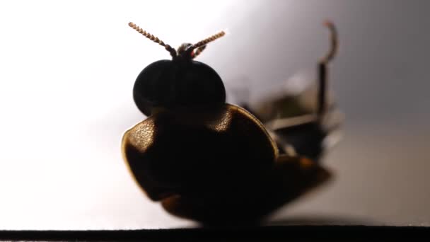 Zblízka Makro Záběr Hmyzu — Stock video