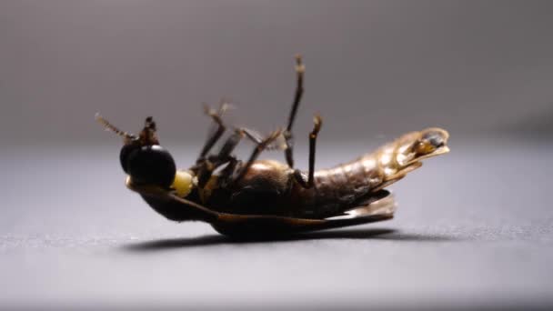 Macro Close Schot Van Insect — Stockvideo