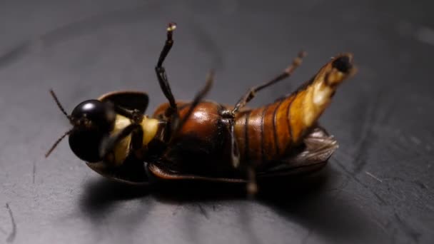 Zblízka Makro Záběr Hmyzu — Stock video