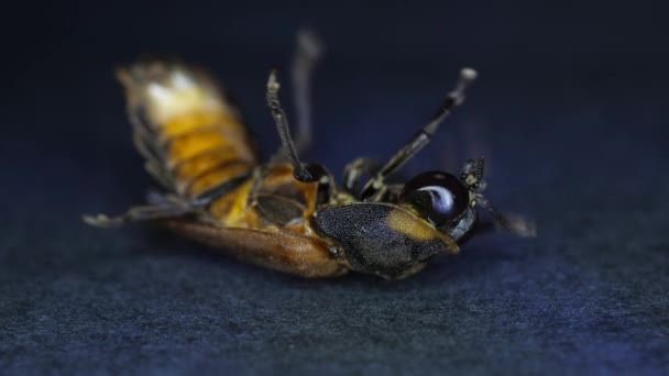 Makro Nahaufnahme Von Insekten — Stockvideo