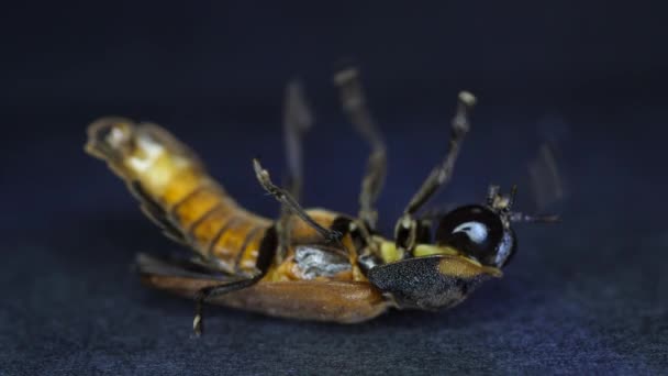 Macro Close Shot Insect — Stock Video