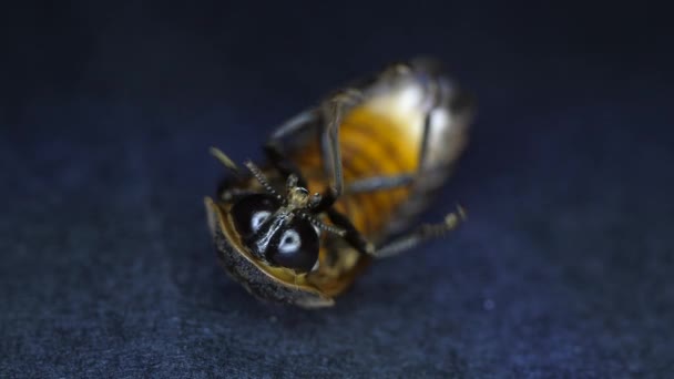 Makro Nahaufnahme Von Insekten — Stockvideo