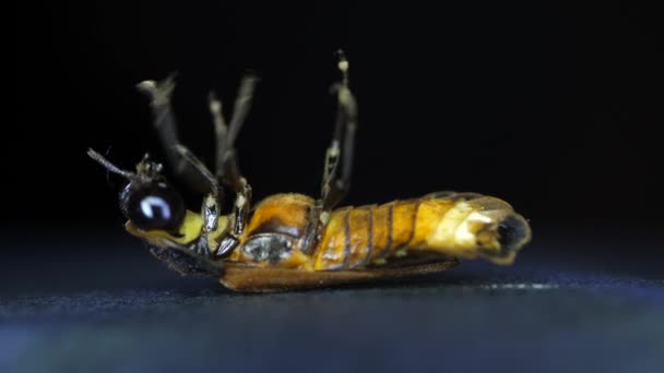 Makro Nahaufnahme Von Insekten — Stockvideo