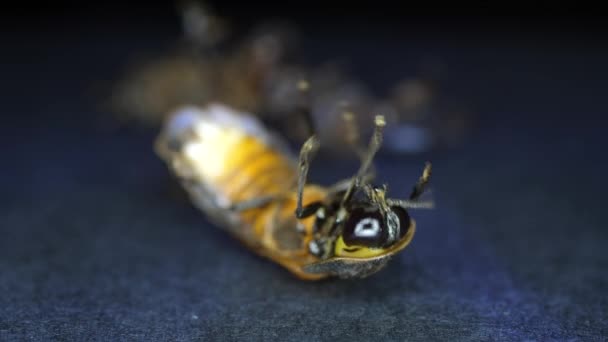 Macro Close Shot Insect — Stock Video
