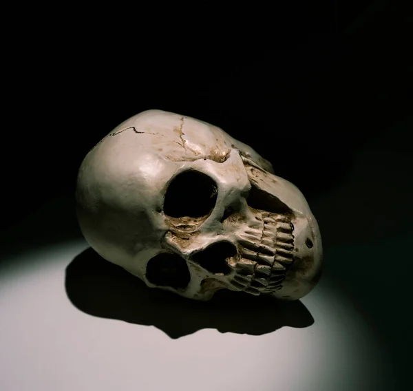 Close Analyzing Human Skull — Stock Photo, Image