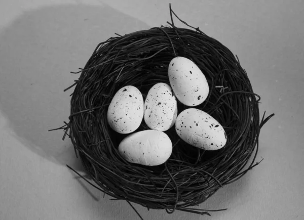 Close Bird Nest Two Eggs — Stock Photo, Image