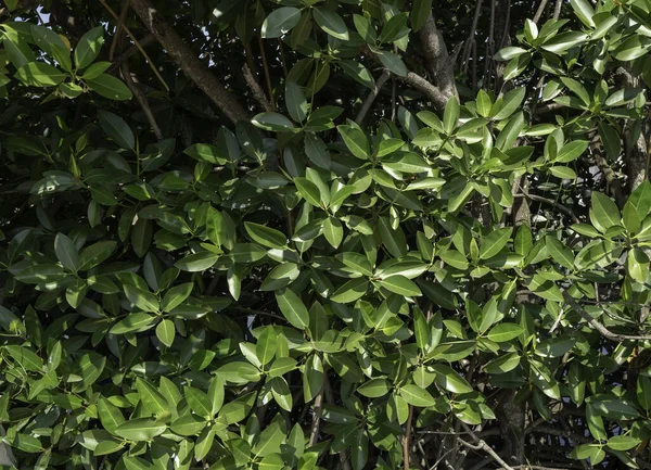 Close Folha Verde Plantas Estiveram Natureza — Fotografia de Stock