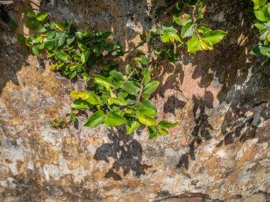 Yeşil yapraklara ve bitkilere yakın doğada