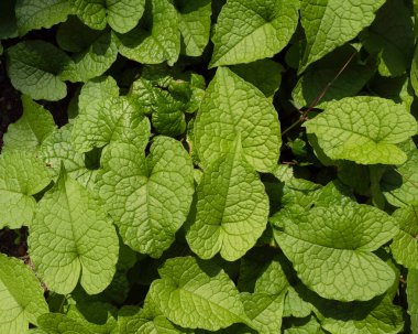 Yeşil yapraklara ve bitkilere yakın doğada