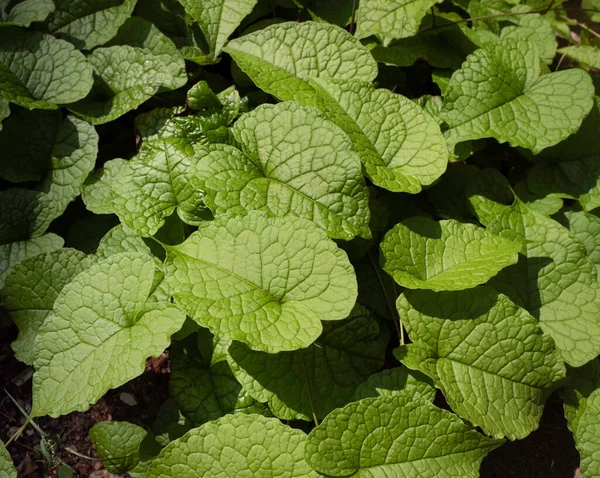 Primer Plano Hoja Verde Las Plantas Han Estado Naturaleza —  Fotos de Stock