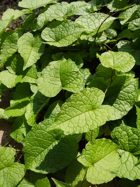 Primer Plano Hoja Verde Las Plantas Han Estado Naturaleza —  Fotos de Stock