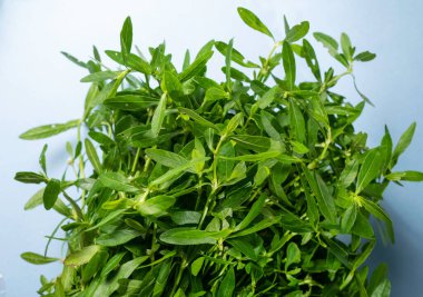 Yeşil yapraklara ve bitkilere yakın doğada