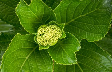 Yeşil yapraklara ve bitkilere yakın doğada