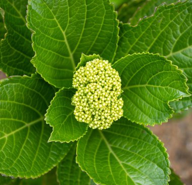 Yeşil yapraklara ve bitkilere yakın doğada