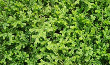 Yeşil yapraklara ve bitkilere yakın doğada