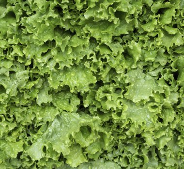 Yeşil yapraklara ve bitkilere yakın doğada