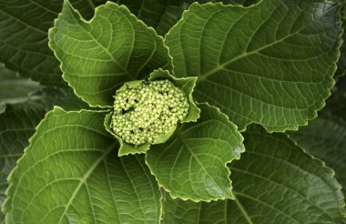 Yeşil yapraklara ve bitkilere yakın doğada