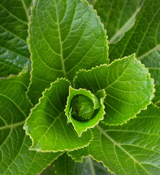 緑の葉と植物の閉鎖は自然にあった — ストック写真