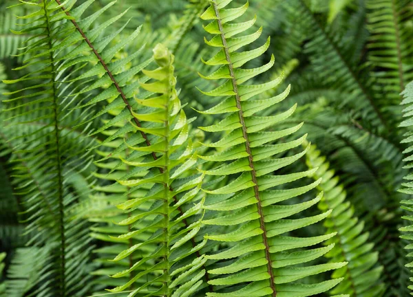 Primer Plano Hoja Verde Las Plantas Han Estado Naturaleza —  Fotos de Stock