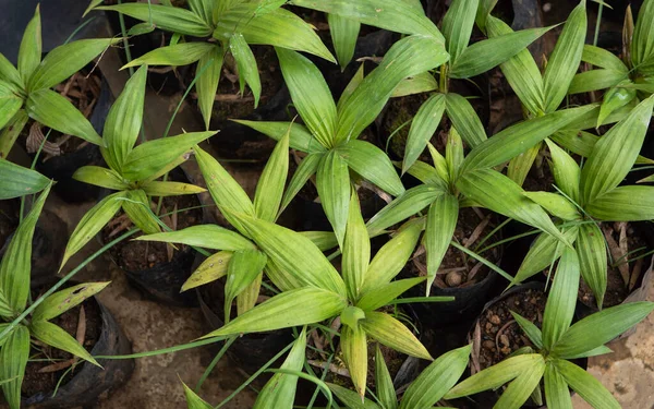 Primer Plano Hoja Verde Las Plantas Han Estado Naturaleza —  Fotos de Stock