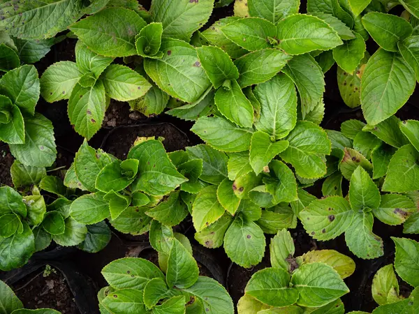 Primer Plano Hoja Verde Las Plantas Han Estado Naturaleza —  Fotos de Stock