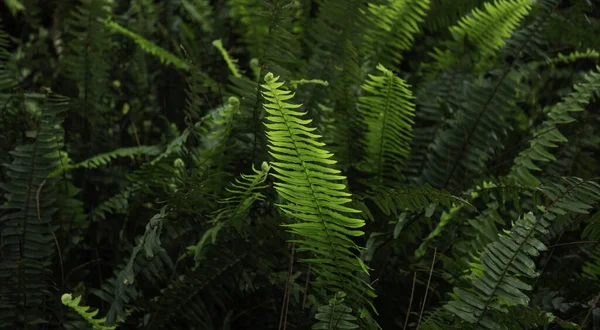Yeşil Yapraklara Bitkilere Yakın Doğada — Stok fotoğraf