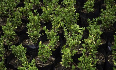 Yeşil yapraklara ve bitkilere yakın doğada