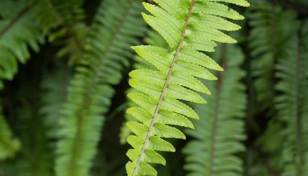 緑の葉と植物の閉鎖は自然にあった — ストック写真