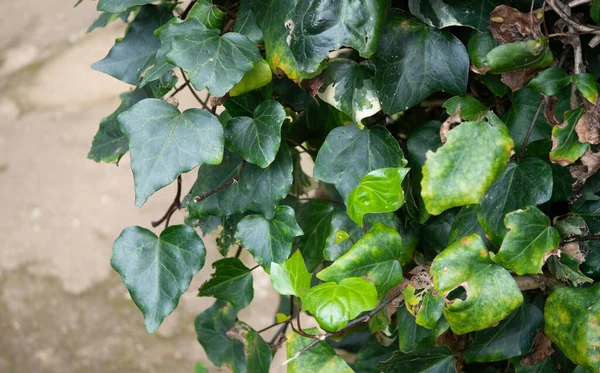 Primer Plano Hoja Verde Las Plantas Han Estado Naturaleza —  Fotos de Stock