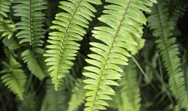 Primer Plano Hoja Verde Las Plantas Han Estado Naturaleza —  Fotos de Stock