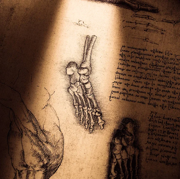 Kandy, Sri Lanka - 17 Şubat 2021: Kandy Tıp Sergisi 'nde Leonardo Da Vinci' nin 14. yüzyıl anatomisi