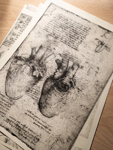 Kandy, Sri Lanka - 17 Şubat 2021: Kandy Tıp Sergisi 'nde Leonardo Da Vinci' nin 14. yüzyıl anatomisi