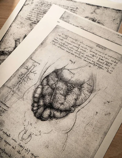 カンディ スリランカ 2021年2月17日 カンディのレオナルド ヴィンチによる14世紀の解剖学芸術展 — ストック写真