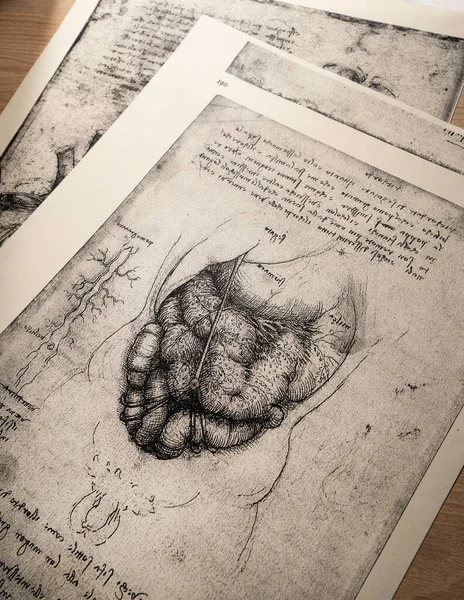 Kandy, Sri Lanka - 17 Şubat 2021: Kandy Tıp Sergisi 'nde Leonardo Da Vinci' nin 14. yüzyıl anatomisi