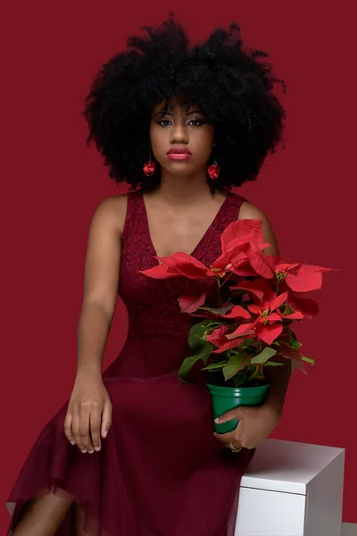 Preto Afro Brasileiro Modelo Sentado Segurando Arranjo Floral Poinsettia Sua — Fotografia de Stock