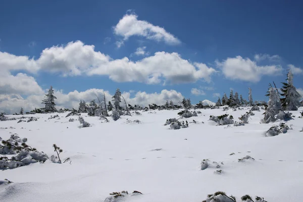 Winter mountain landscape. Trees and shrubs covered with snow and ice. Over the snowy landscape, blue sky and clouds.