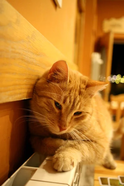 라디에이터 고양이 — 스톡 사진