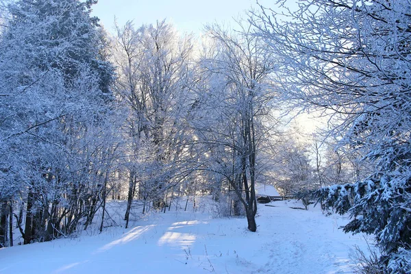 Winterlandschap Met Sneeuw Bedekte Bomen Een Zonnige Dag Sneeuw Koude — Stockfoto
