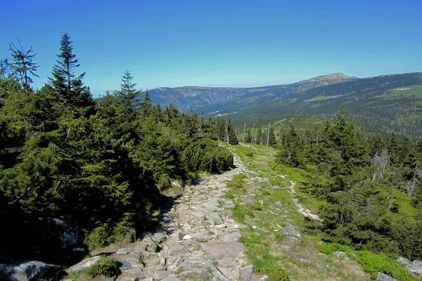 Gebirgsweg Riesengebirge Polen Ein Mit Steinen Gesäumter Pfad Zwischen Latschenkiefern — Stockfoto