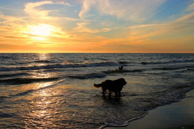 Sarı-turuncu gökyüzü gün batımında denizin üzerinde. İki köpek denizde banyo yapıyor. Güneş deniz dalgalarına yansıyor. 