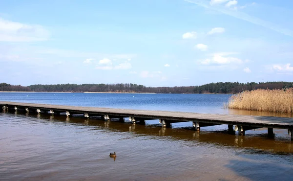 Puste Molo Augustowie Nad Jeziorem Necko Wiosną Dzika Kaczka Pływa — Zdjęcie stockowe