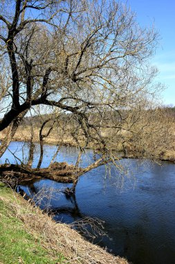 Suprasl Nehri 'nin üzerinde yaprakları olmayan yaşlı bir ağaç. Nehir kenarındaki ilkbahar