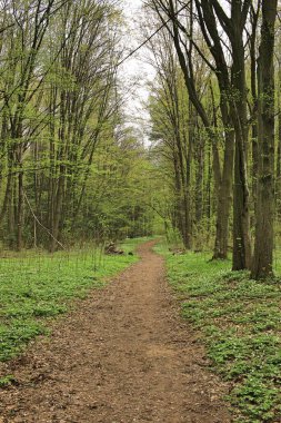 İlkbaharda yeşillenen ağaçların arasında bir orman yolu