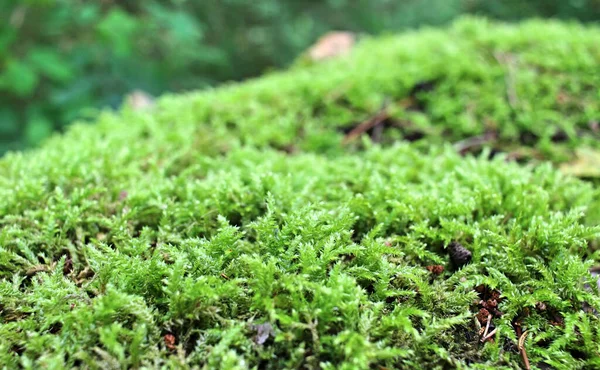 Närbild Grön Skogmossa — Stockfoto