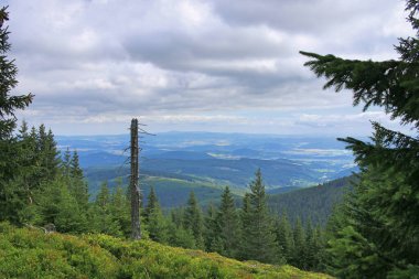 Karkonosze Dağları 'nda ölü bir ağaç. Karkonosze Ulusal Parkı 'nda kuru bir kütük. Her yerde yeşil ağaçlar ve çalılar var. Arkaplanda dağlar