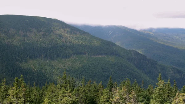 Karkonosze Latem Widok Góry Pokryte Zielonymi Drzewami Gęste Chmury Nad — Zdjęcie stockowe