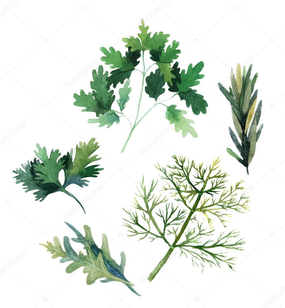 Water color herbs. Fennel, parsley, rosemary and arugula. Vector