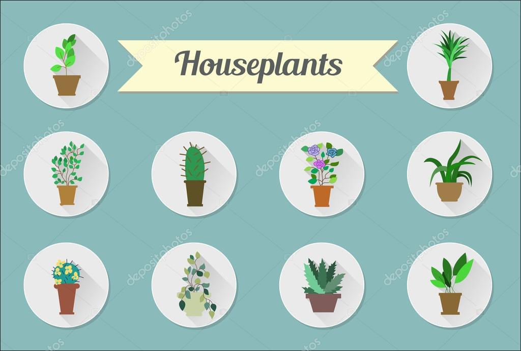 Set of flat vector icons. House plants.Illustration